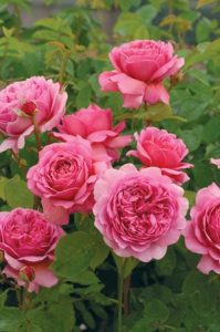 New Roses for Your Garden Image